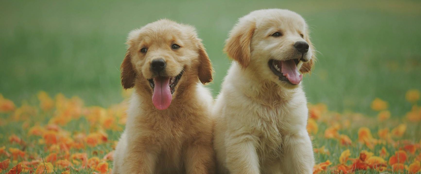 🟦 Power Apps (Canvas Apps) — Función Set() para Variables Globales