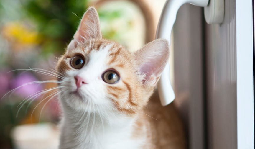 🧩 Dataverse – Alternate Keys (Claves Alternas)