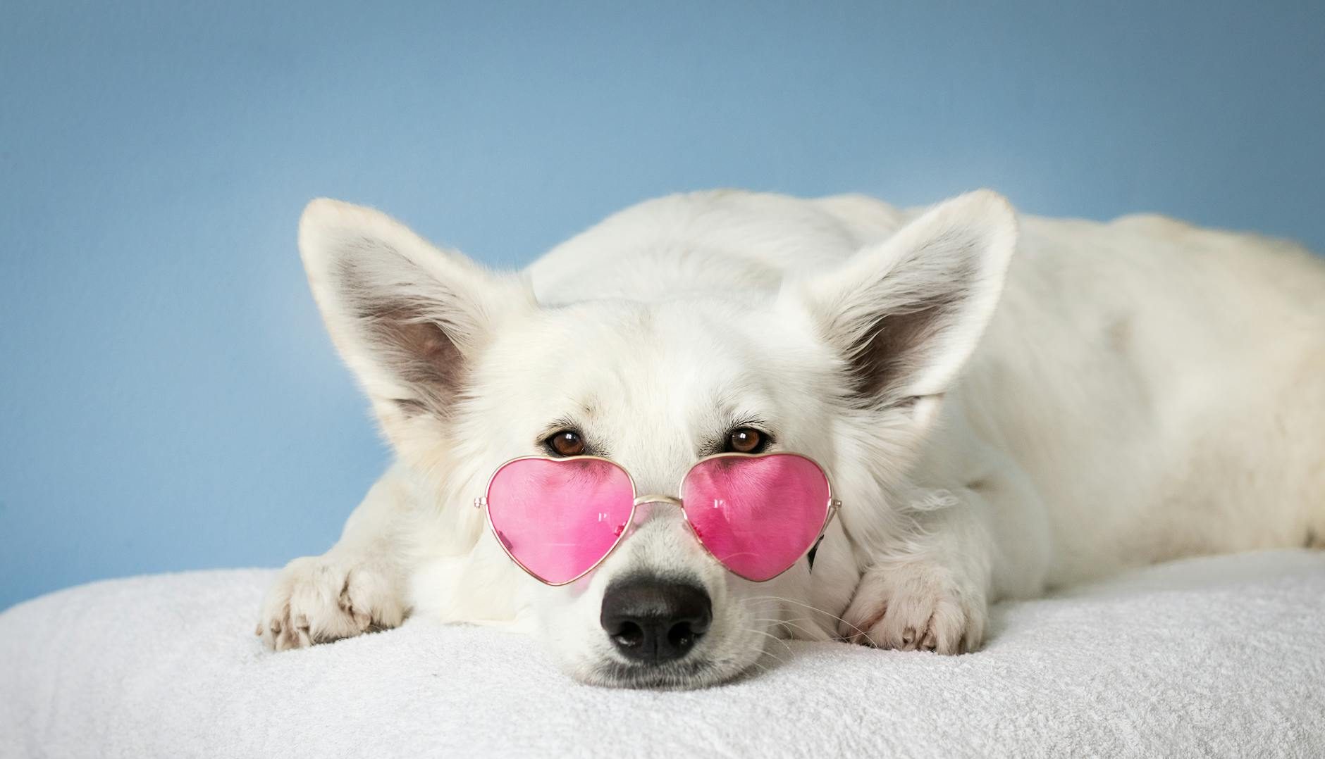 medium short coated white dog on white textile