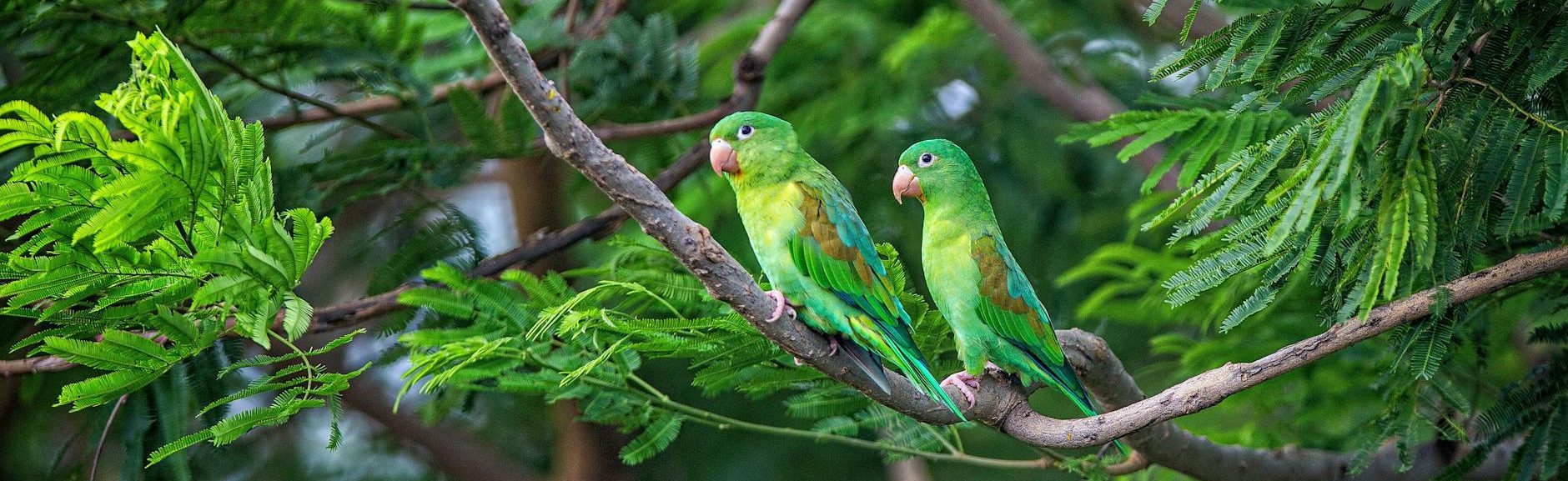 🔎 Power Automate — Acción Filter array