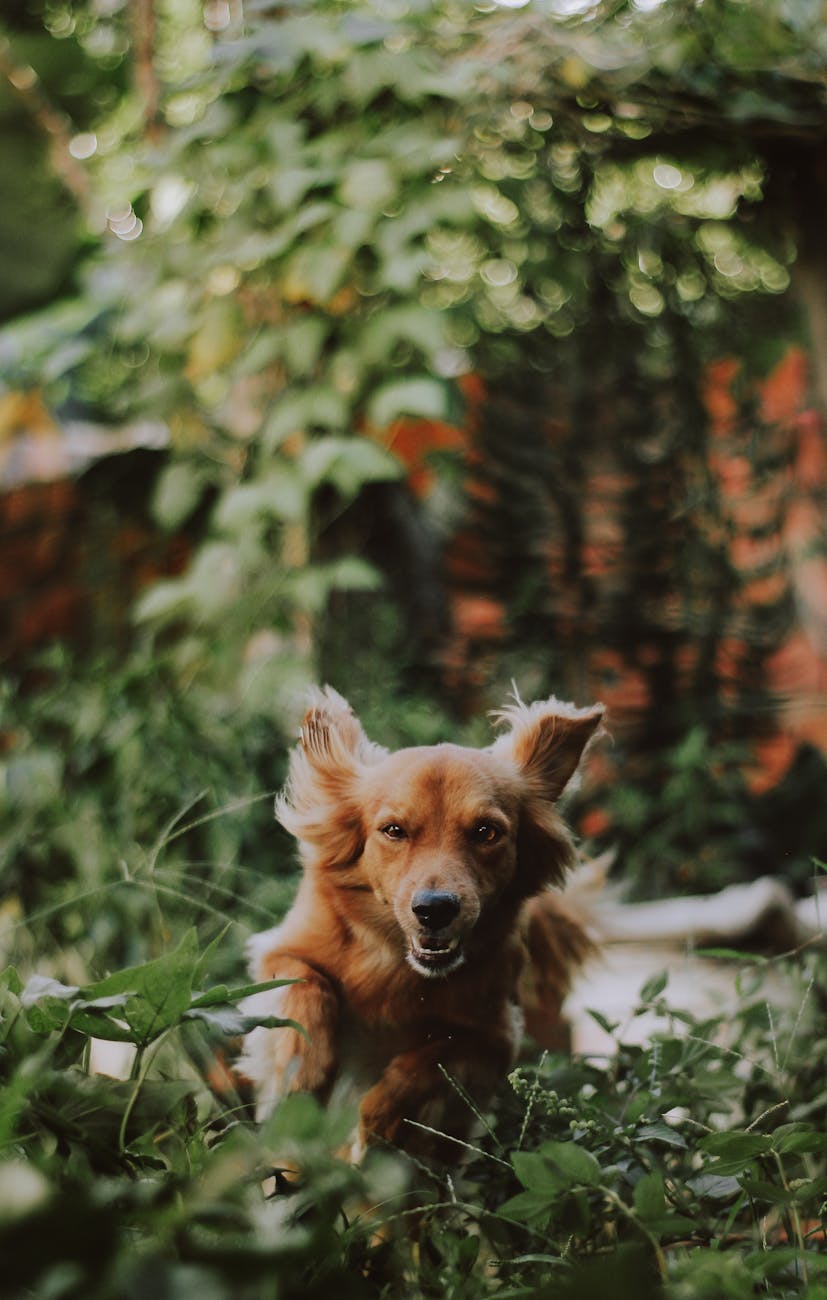 medium coated tan dog running on green plants photography