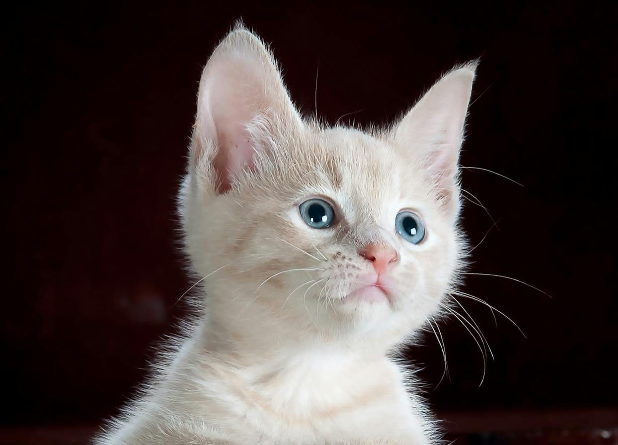 🎨 Power Apps Canvas: Optimización de Rendimiento con Delegación y Carga Diferida