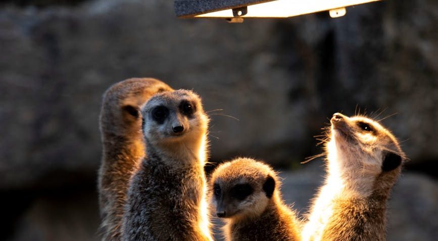 🌪️ Power Apps (Canvas Apps) — Función ForAll()