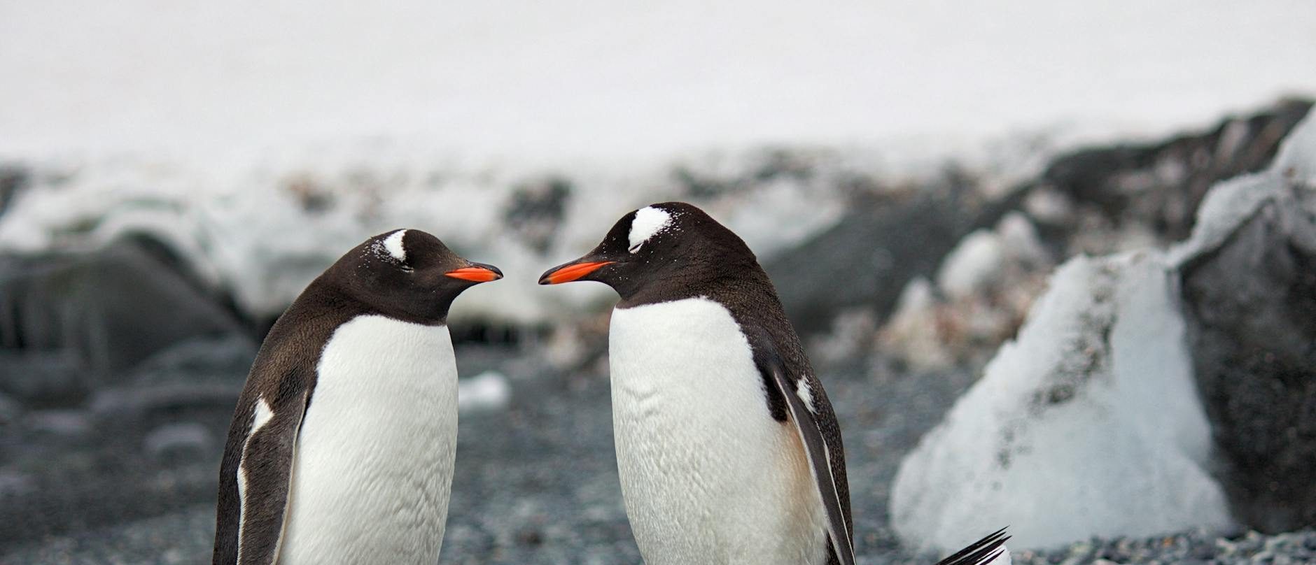 🚀 Power Apps: Domina la Delegación para Apps de Alto Rendimiento