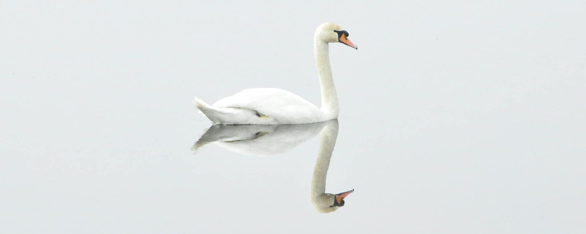 📊 Power BI: ¿DirectQuery o Import al conectar con Dataverse?