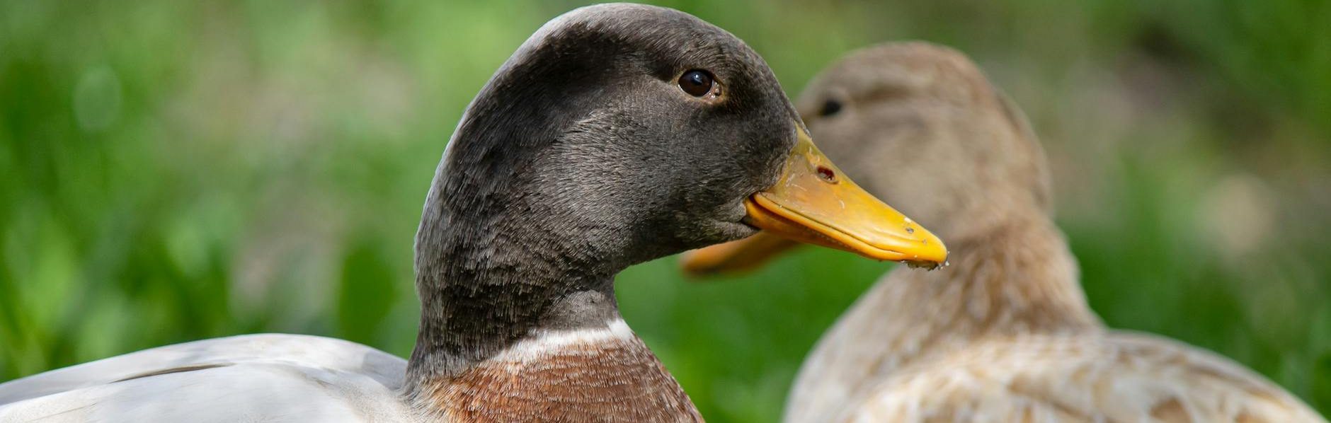 🔔 Notificaciones In-app: Comunicación en Tiempo Real en Model-Driven Apps