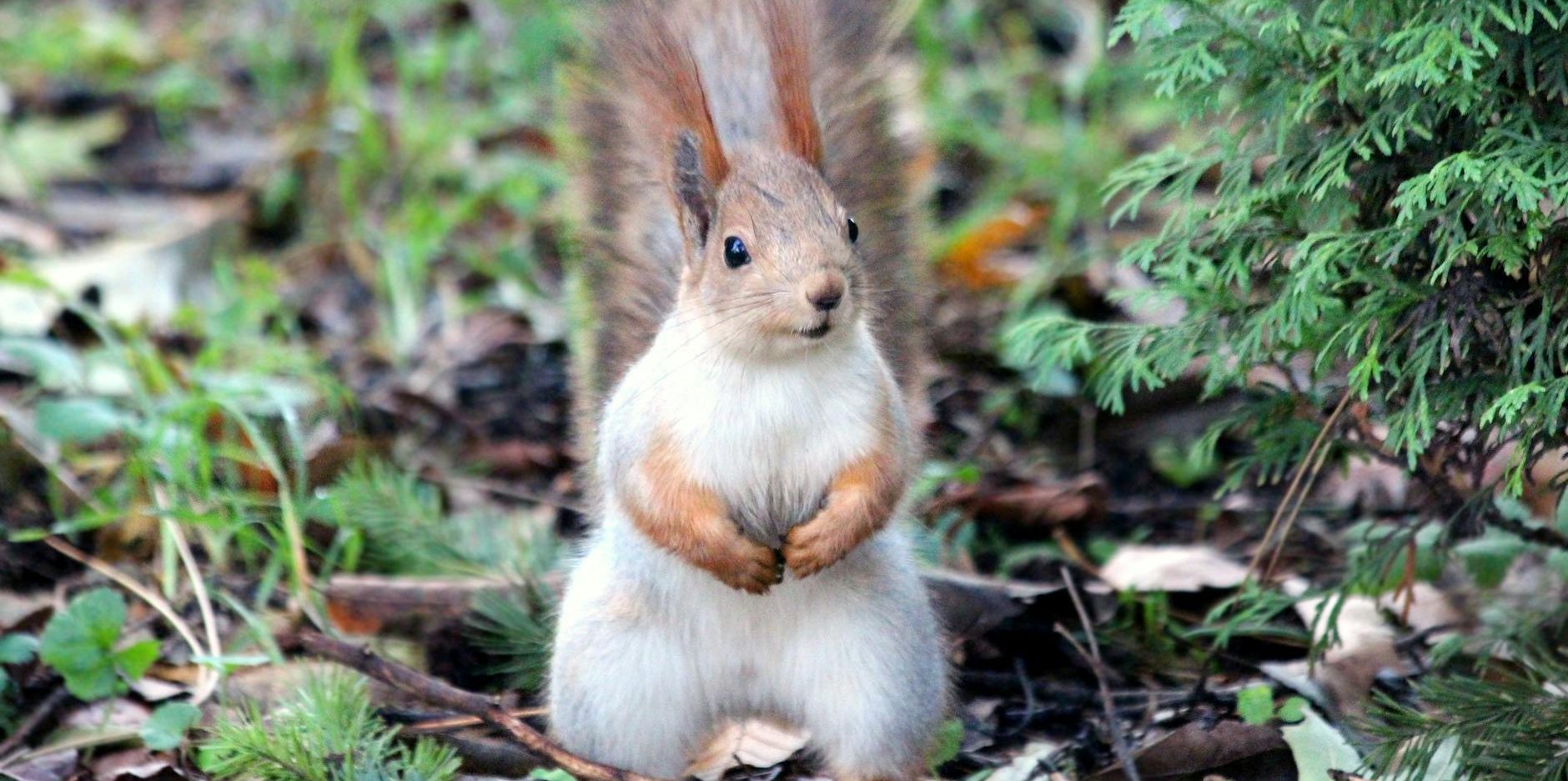 🌐 Dataverse Virtual Tables: Integrando Datos Externos sin Migración