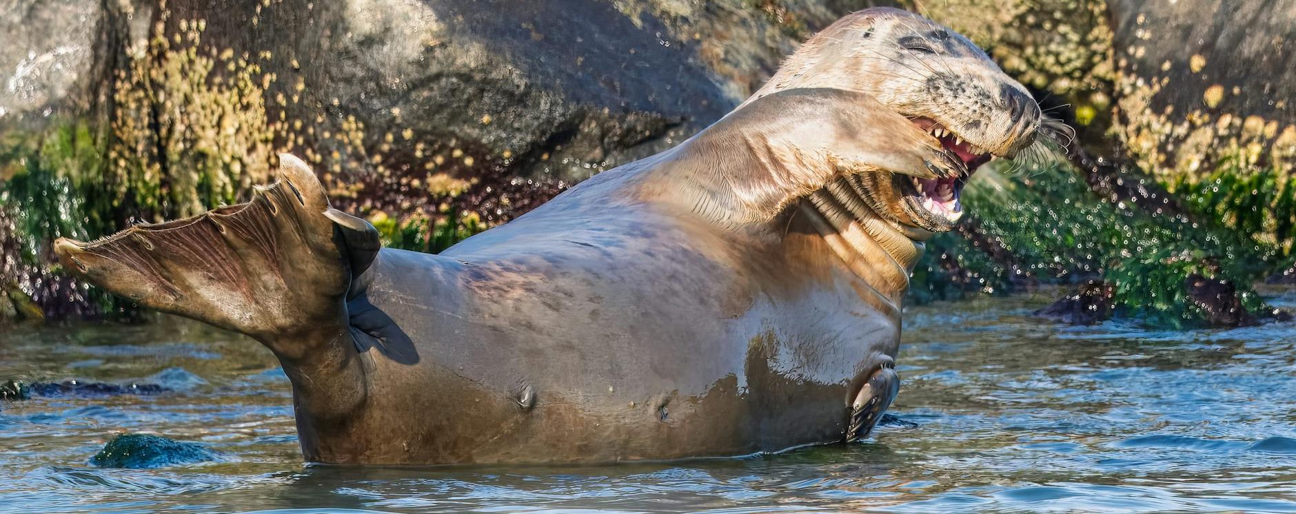 📑 Trabajando con Columnas Choice en Power Apps y Power Automate