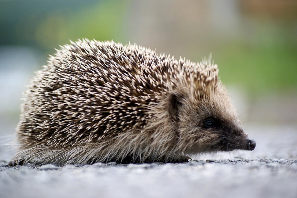 Cute hedgehog, animal image