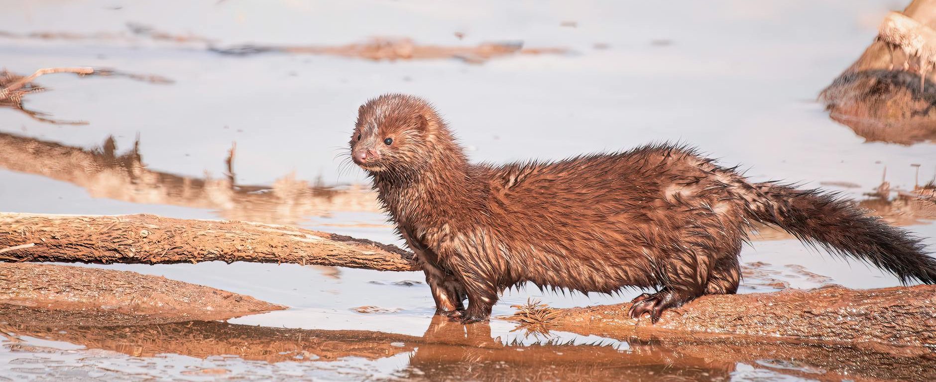 wet otter by river
