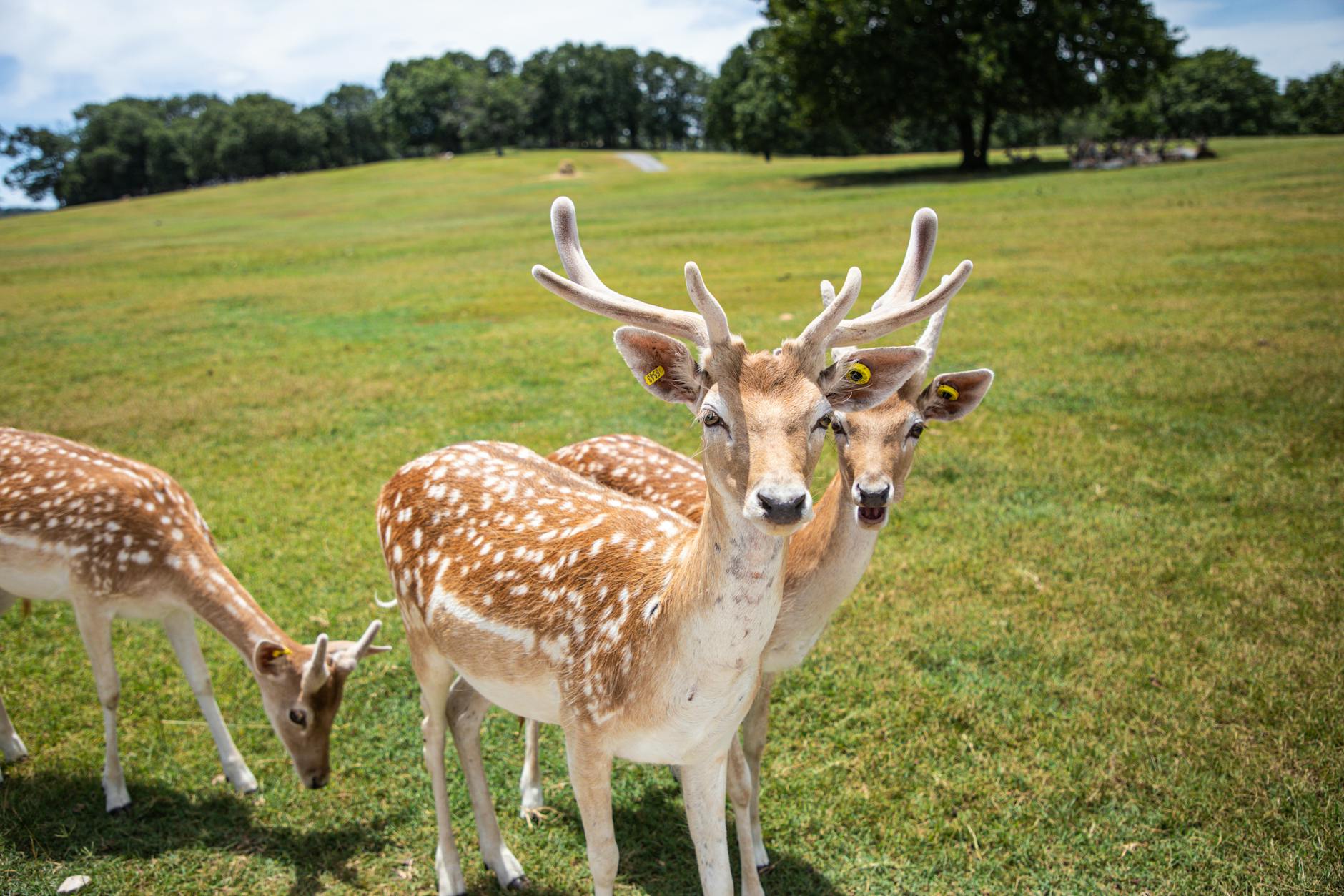 tagged deer standing on the grass in summer