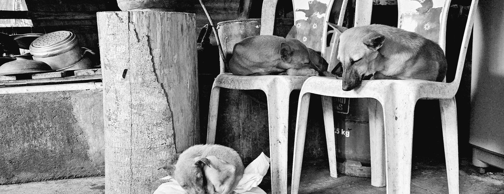 black and white photo of dogs sleeping in a basement